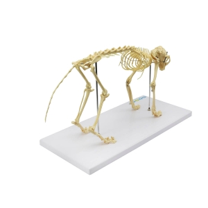 Esqueleto de Gato (resina Plástica) - Sdorf - SD-9200