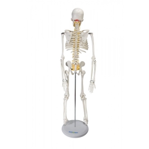 Esqueleto Humano 85 Cm de Altura c/ Suporte - Sdorf - SD-5002 .