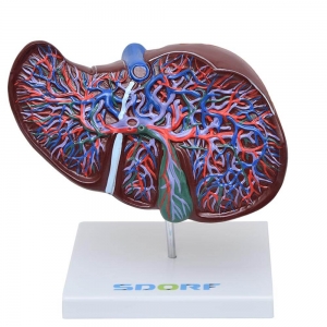 Modelos Anatômico do Fígado Mod. Luxo Tamanho Natural - Sdorf - SD-5049