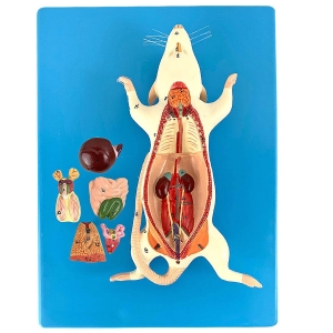 Modelo Anatomico Anatomia Do Rato, em Placa - Anatomic - TZJ-0611-OP