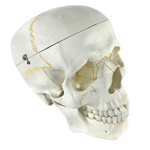 Modelo Anatômico Crânio Humano 2 Parte - Anatomic - TGD-0102