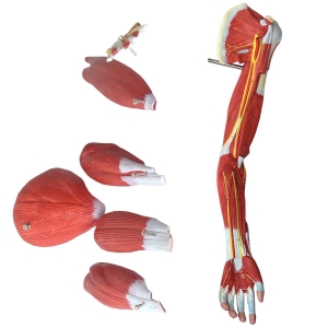 Músculos Do Membro Superior (Braço) - Anatomic - TGD-4010