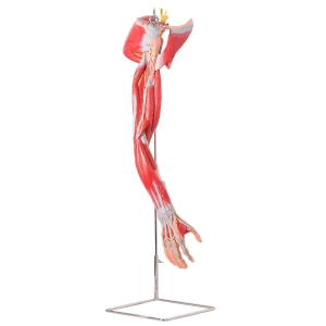Músculos Do Membro Superior com Principais Vasos e Nervos, em 6 Partes - Anatomic - TZJ-4010-A