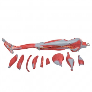 Perna c/ Músculos, Vasos e Nervos em 10 Partes - Sdorf - SD-5028