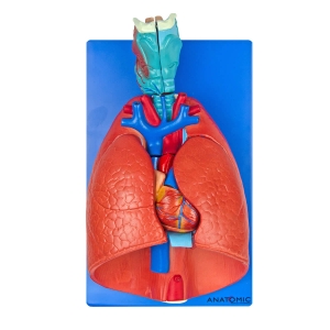 Sistema Respiratório e Cardiovascular em 7 Partes - Anatomic - TGD-0318-B