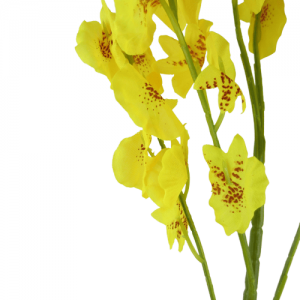 Orquídea Chuva de Ouro