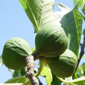 Muda de Figo - Ficus carica