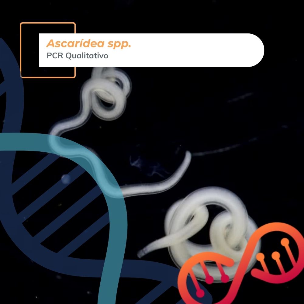 Ascaridia spp., PCR Qualitativo