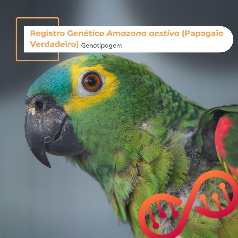 Papagaio Verdadeiro (Amazona aestiva), RG - Registro Genético, genotipagem