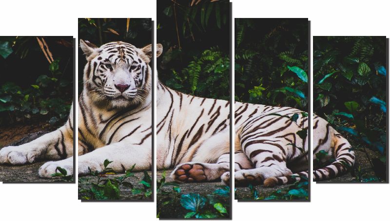 Quadros Decorativos Tigre Branco 5 peças 