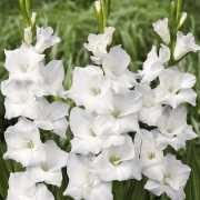 Gladíolos White Goddes Branco - cartela com 5 bulbos - Foto 0