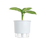 Kit Completo para plantio de Comigo Ninguém Pode com vaso autoirrigável Grande Branco - Foto 0