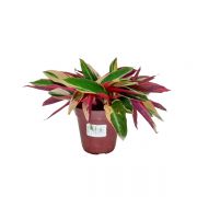 Kit Completo para plantio de Maranta Calathea Triostar com vaso autoirrigável Médio Preto - Foto 2