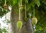Muda de Baobá Adansonia digitata feita de semente - Foto 2