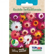 Sementes de Ficóide Bellidiformis Sortido - Topseed Linha Tradicional Flores