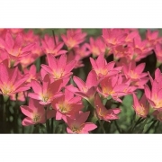 Zephyranthus Robustus Rosa (Lírio do Vento) - cartela com 8 bulbos - Foto 1