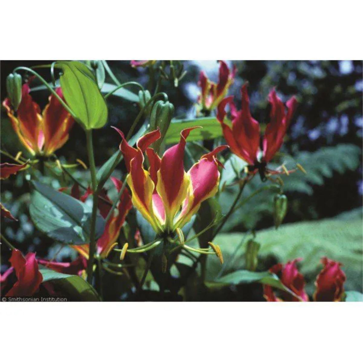Gloriosa (Rothschildiana) - cartela com 1 bulbo - Foto 1