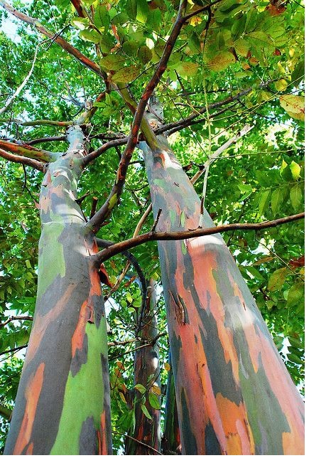 Muda de Eucalipto Arco-Íris Eucalyptus deglupta feita de semente - Foto 0