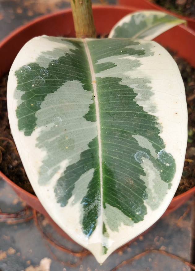 Muda de Ficus Elastica Tineke - Foto 1