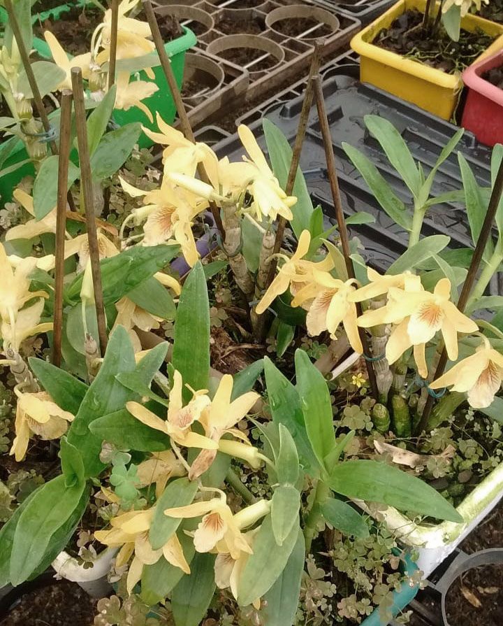 Muda de Orquídea Dendrobium Nobile 15 - DD15 - Foto 4