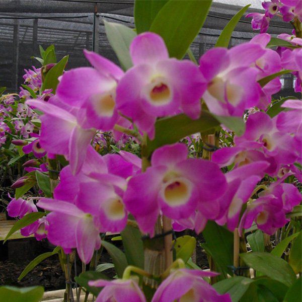 Muda de Orquídea Dendrobium Nobile 88 - DD88 - Foto 0