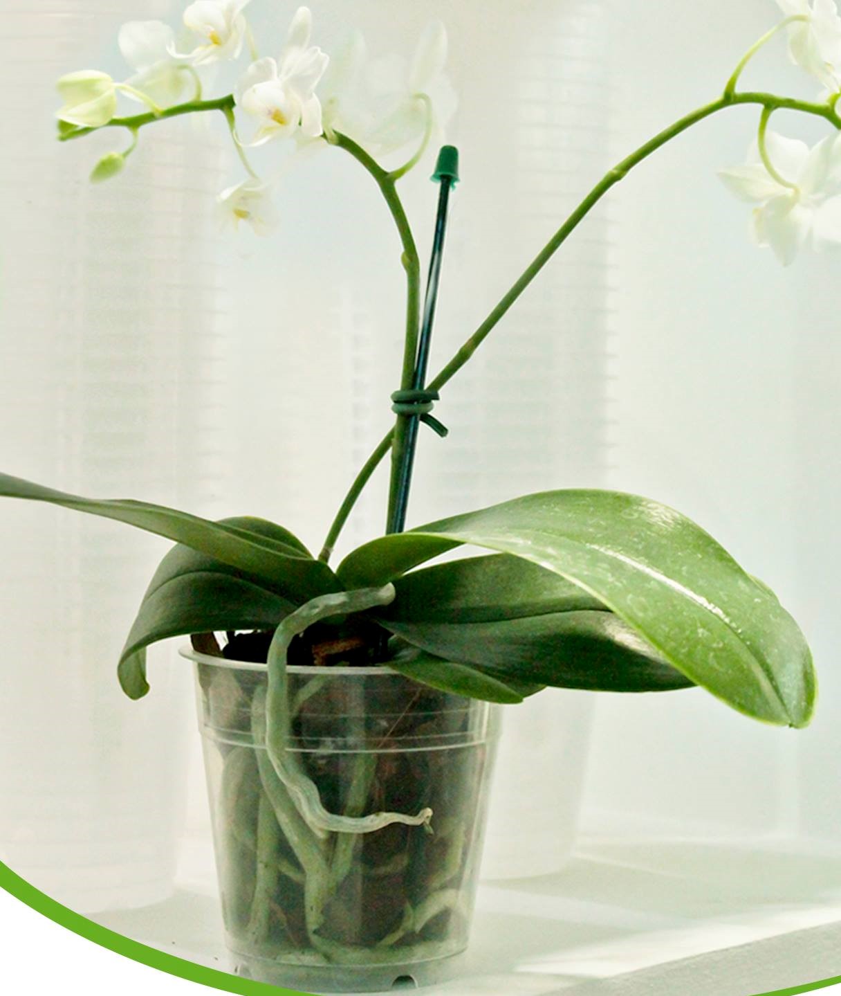 Vaso para Orquídea Número 15 Transparente - Foto 1