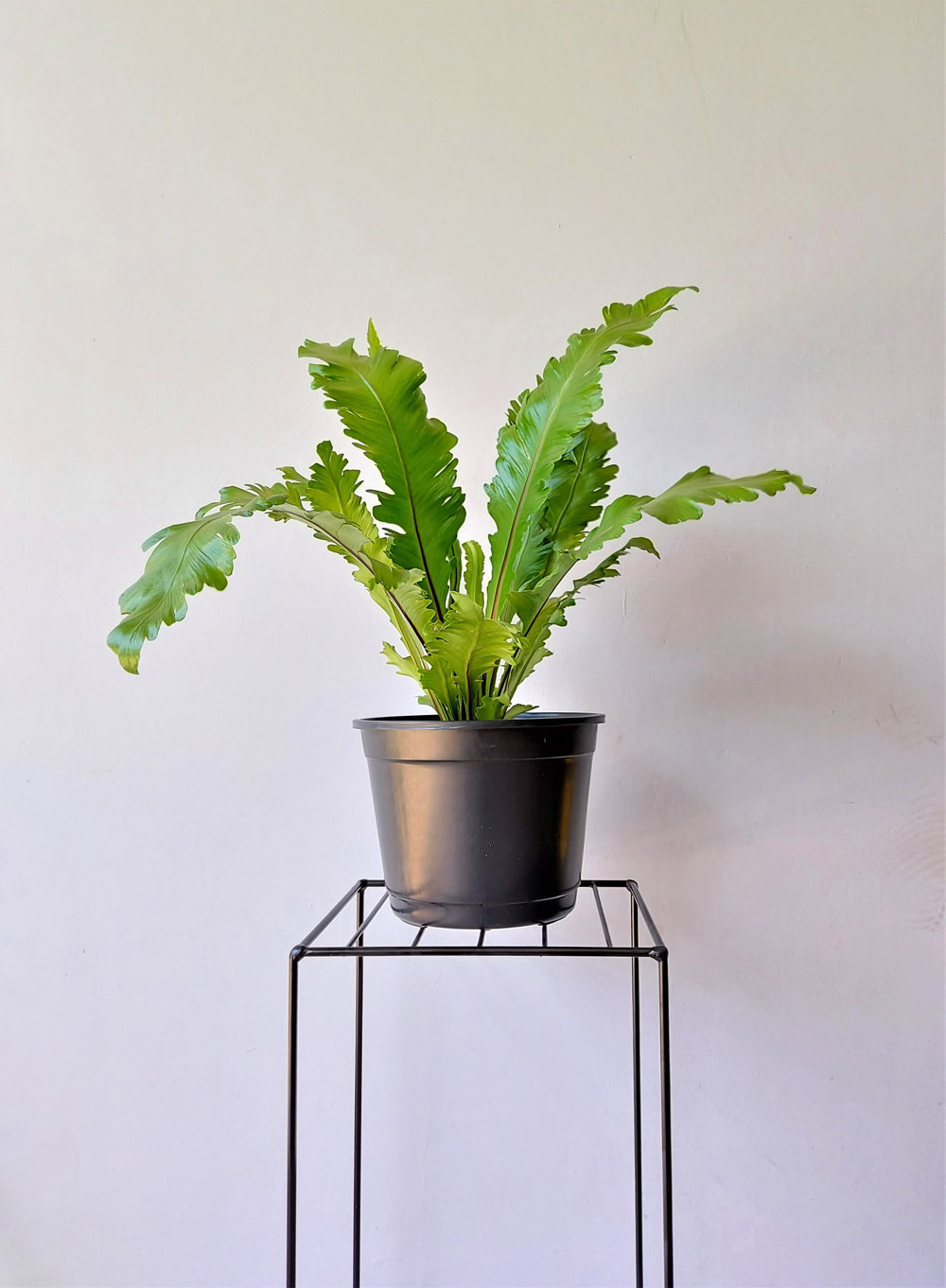 Vaso para plantas 3,5 Preto 15cm x 20cm - Foto 1