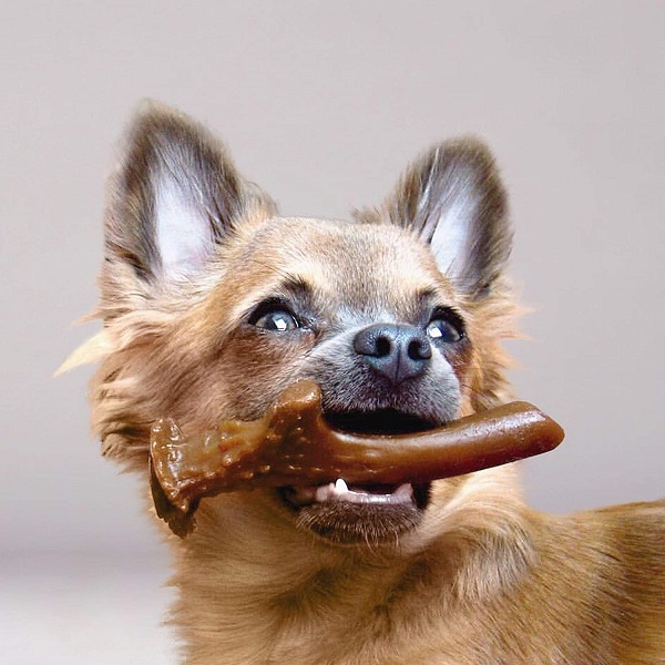 Antler Nylon Sabor Fígado - BOUTIQUE DO DOG 