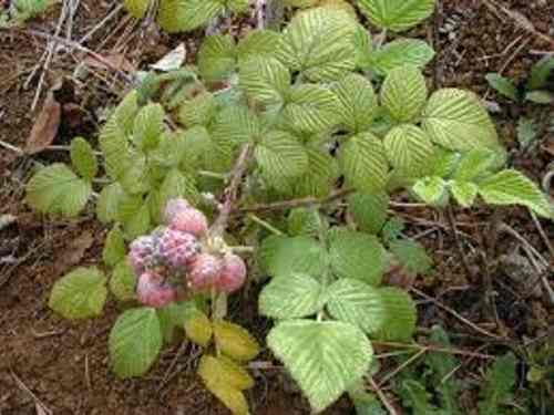 Mudas De Framboesa Negra Amora Americana Rubus Niveus - BELLI PLANTAS