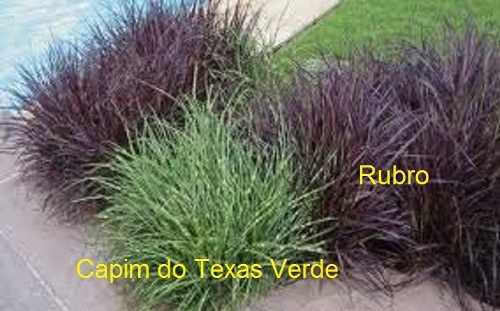Sementes De Capim Do Texas Verde Pennisetum Setaceum - BELLI PLANTAS