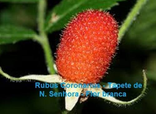 Mudas De Amora Rubus Coronarius Tapete De Nossa Senhora Ornamental - BELLI PLANTAS