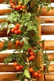 Sementes De Tomate Samambaia Cereja Vermelho  - BELLI PLANTAS