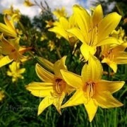 Mudas de Lirio Do Dia Dourado Amarelo Lírio Hemerocallis Bulbos Lírio de São José EM 40 CORES