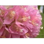 Sementes De Astrapéia Rosa Dombeya Wallichii Rara Dombeia Pastagem Apícola Apis Melipona Belli Plantas