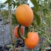 Sementes De Maracujá Doce Fruta Passiflora alata