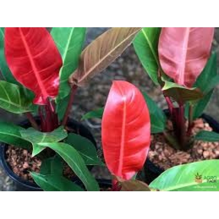 Mudas de Filodendro Imperial RED Philodendron Erubescens Imperial Belli Plantas