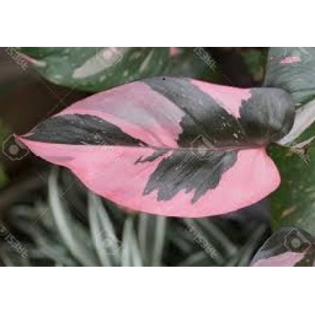 Mudas de Filodendro Pink Princess Philodendron erubescens Pink Princess Rosa Belli Plantas