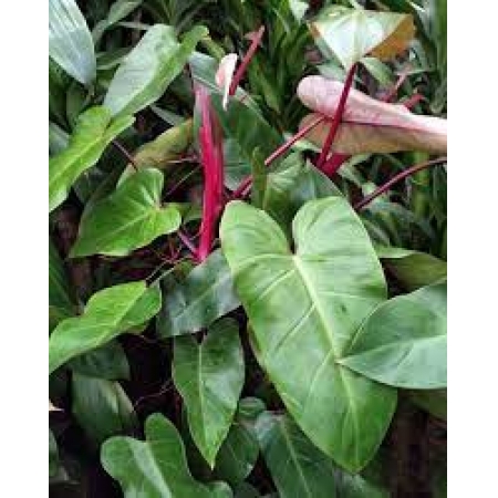 Mudas de Filodendro Sanguíneo Philodendron Erubescens Escandante Sanguinis Belli Plantas