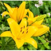 Mudas De Lirio Asiático Amarelo Lilium Hybrido