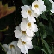 Mudas De Trepadeira Tumbergia Branca Grandiflora Alba