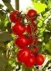 Sementes De Tomate Cereja Vermelho Cerejinha Trepador 100 sementes - BELLI PLANTAS