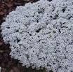 Sementes De Alyssum Branco Flor De Mel Lobularia Alicinha - BELLI PLANTAS