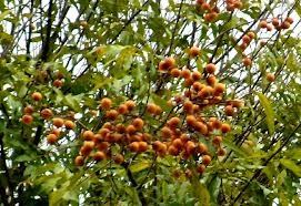 Mudas De Saboneteira Fruta Sabão Sapindus Saponaria  - BELLI PLANTAS