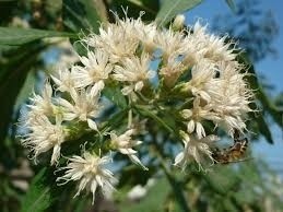Sementes De Assa Peixe Apicola Medicinal Vernonia Polyanthes - BELLI PLANTAS