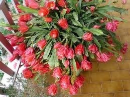 Mudas De Dama Da Noite Vermelha Epiphyllum Gigante Ackermani Cactos Orquídea Belli Plantas  - BELLI PLANTAS