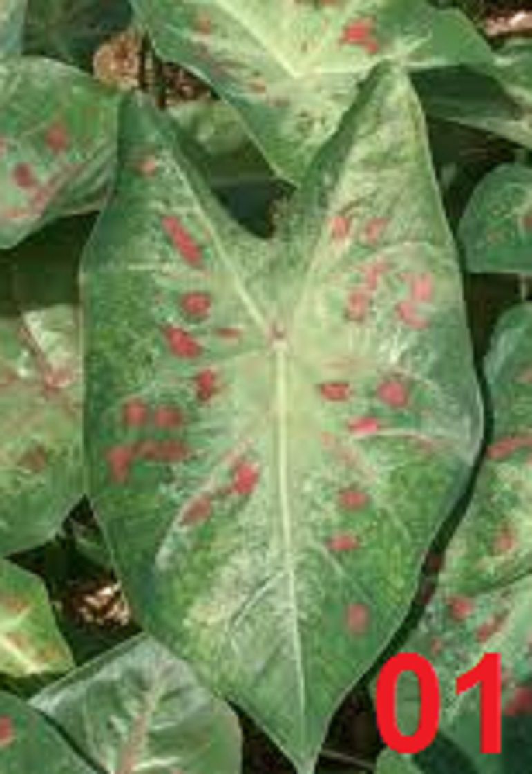 Bulbos De Caladium Vert Green-Red 01 Caládio Tinhorao Belli Plantas  - BELLI PLANTAS