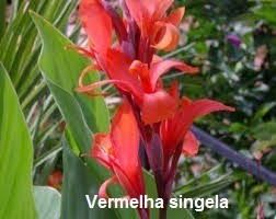 Bulbos de Cana Da Índia Vermelha Singela Canna Brejo Biri Bananeirinha  - BELLI PLANTAS