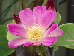 Mudas De Ora Pro Nobis Rosa Pereskia Grandifolia Ora Pro Nobis ornamental flor ROSA - BELLI PLANTAS