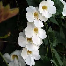 Mudas De Trepadeira Tumbergia Branca Grandiflora Alba  - BELLI PLANTAS