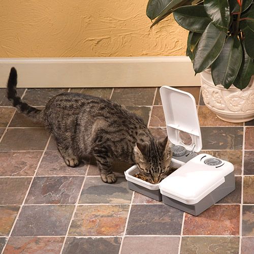 Alimentador Automático Eatwell para Cães e Gatos, programação de 2 Refeições - Branco Cinza - Amicus